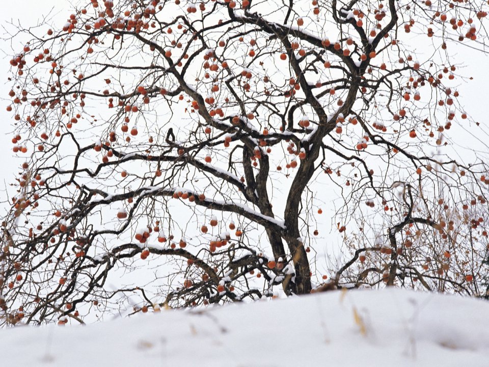 wallcoo.com_Snow_Winter_Scene_Snow_Covered_branches_MIL50021