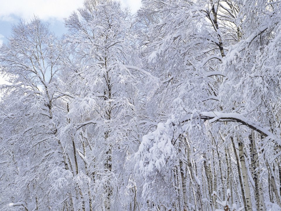 wallcoo.com_Snow_Winter_Scene_Snow_Covered_branches_MIL50022