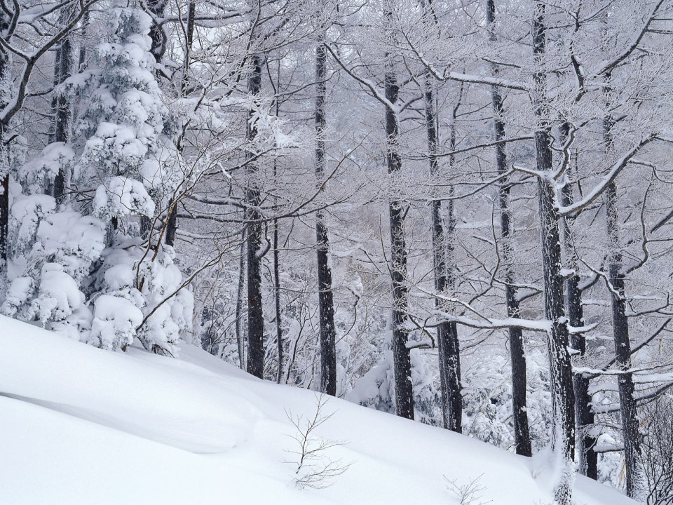wallcoo.com_Snow_Winter_Scene_Snow_Covered_branches_MIL50023