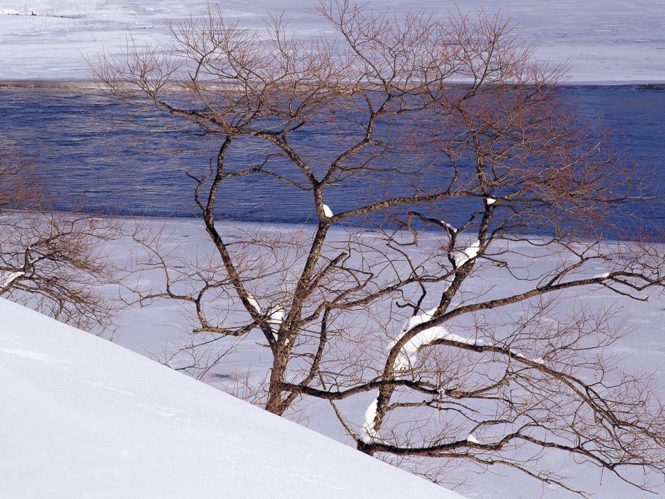 wallcoo.com_Snow_Winter_Scene_Snow_Covered_branches_MIL50025