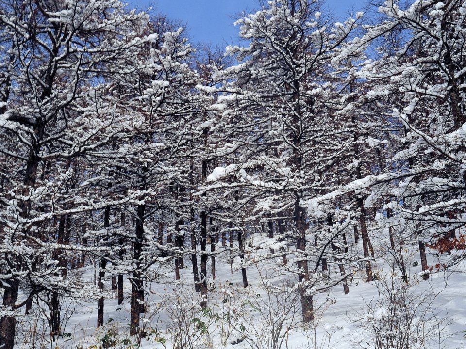 wallcoo.com_Snow_Winter_Scene_Snow_Covered_branches_MIL50027