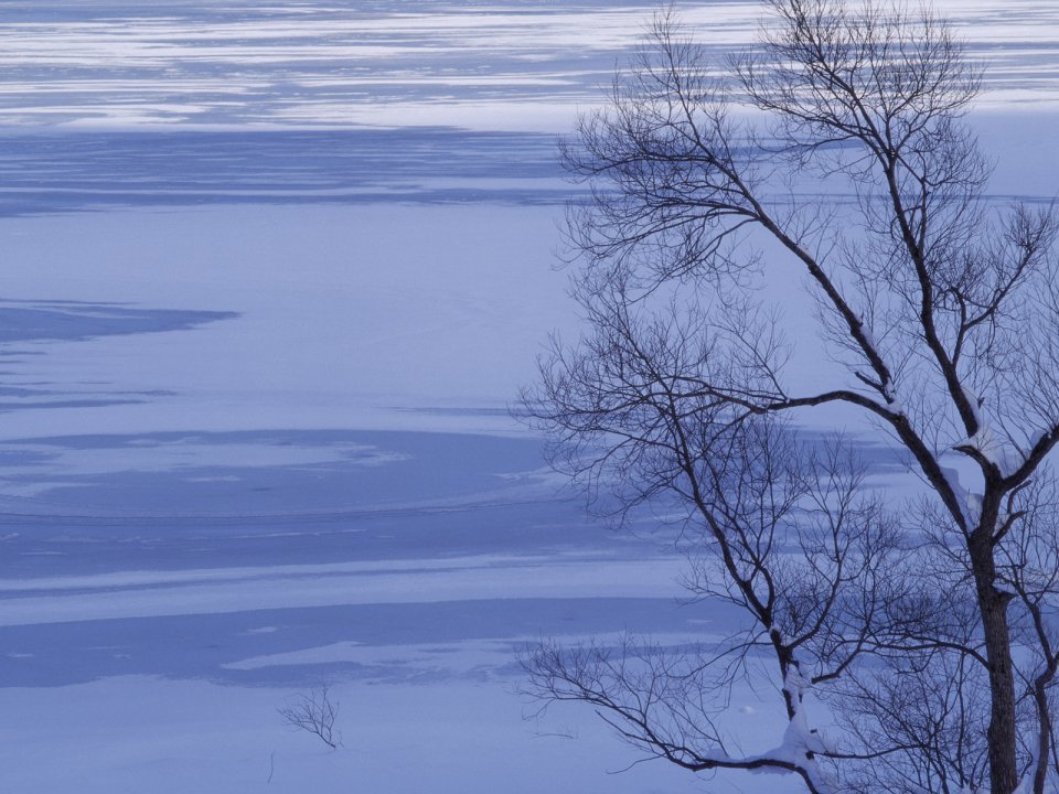 wallcoo.com_Snow_Winter_Scene_Snow_Covered_branches_MIL50028