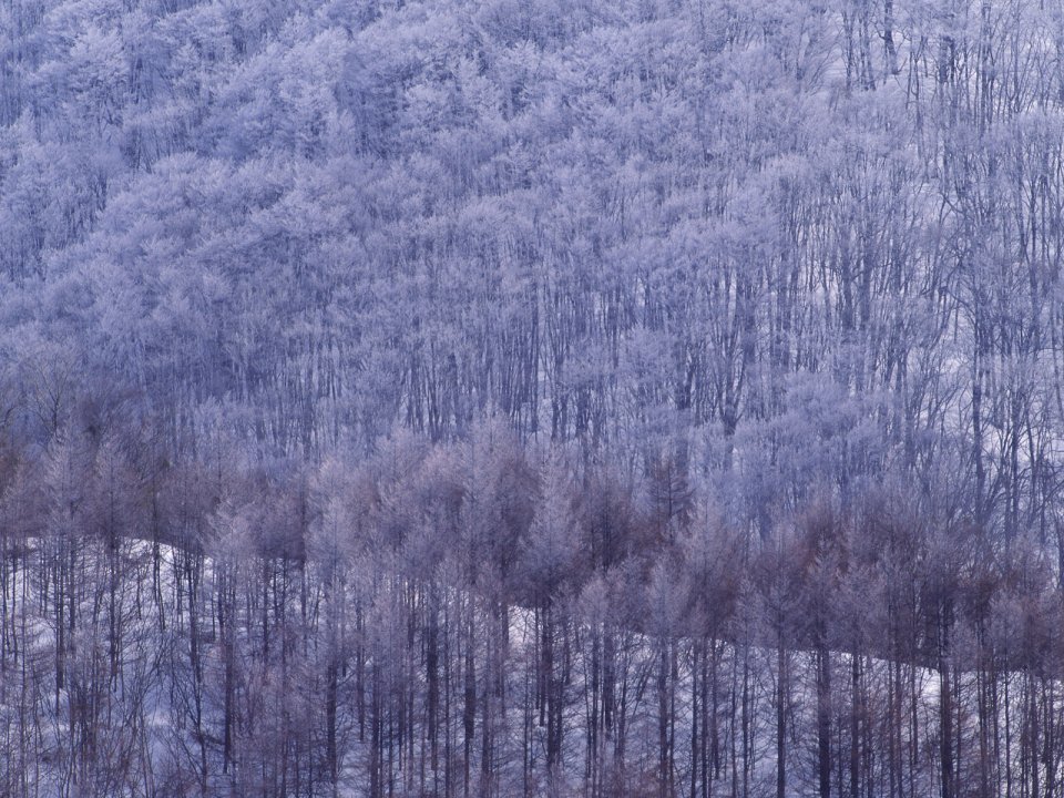 wallcoo.com_Snow_Winter_Scene_Snow_Covered_branches_MIL50029