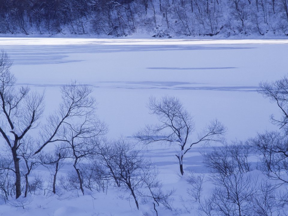 wallcoo.com_Snow_Winter_Scene_Snow_Covered_branches_MIL50030