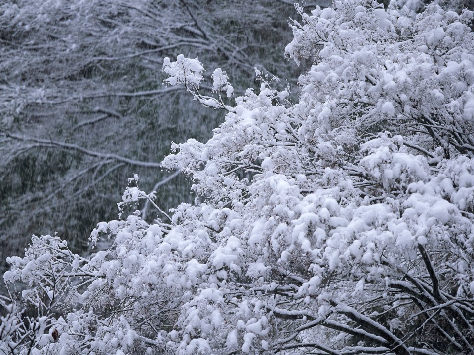 wallcoo.com_Snow_Winter_Scene_Snow_Covered_branches_MIL50031