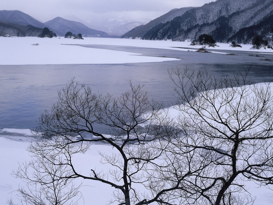 wallcoo.com_Snow_Winter_Scene_Snow_Covered_branches_MIL50033