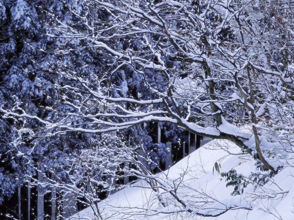 wallcoo.com_Snow_Winter_Scene_Snow_Covered_branches_MIL50035