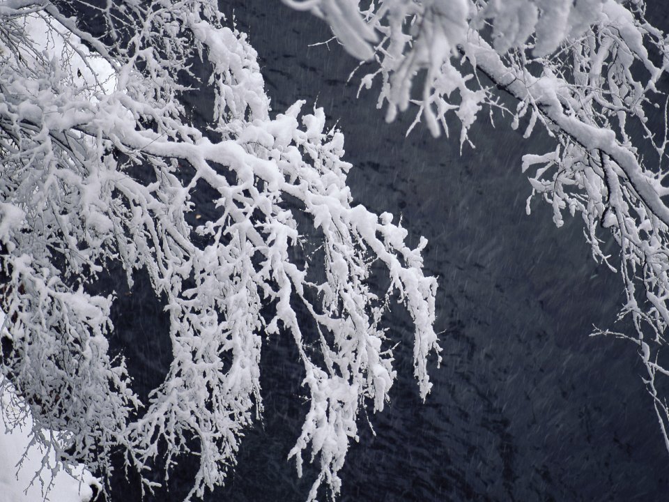 wallcoo.com_Snow_Winter_Scene_Snow_Covered_branches_MIL50038