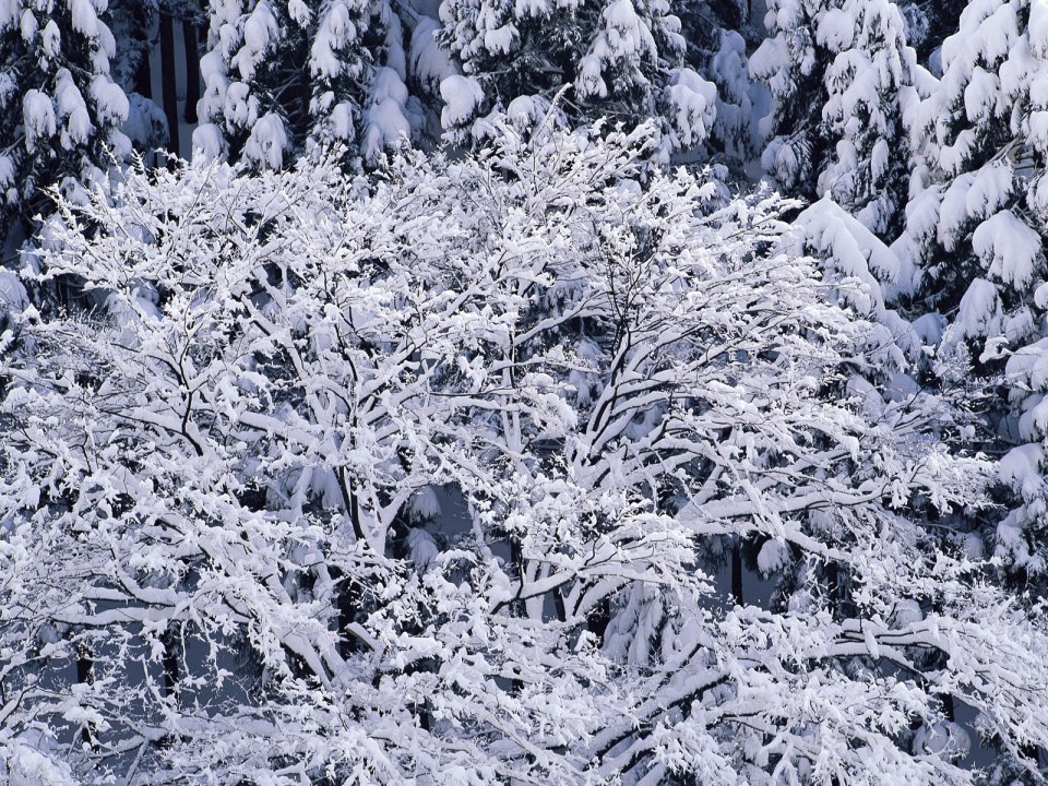 wallcoo.com_Snow_Winter_Scene_Snow_Covered_branches_MIL50039