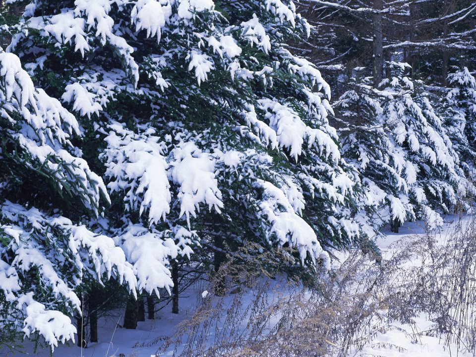 wallcoo.com_Snow_Winter_Scene_Snow_Covered_branches_MIL50040