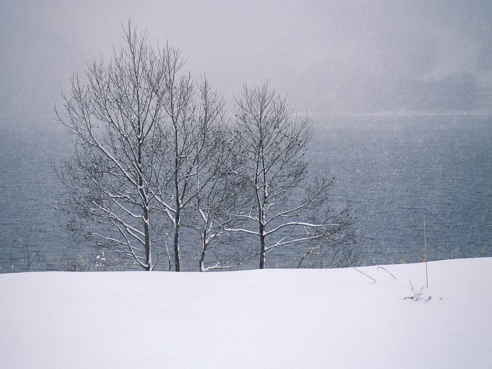 wallcoo.com_Snow_Winter_Scene_Snow_Covered_branches_MIL50041