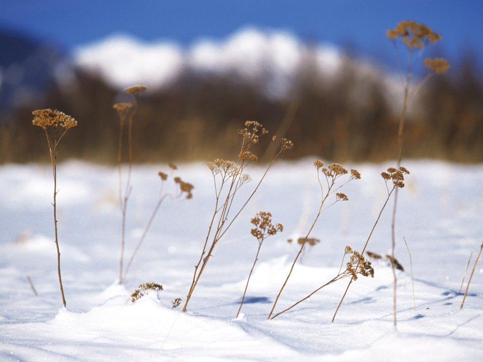wallcoo.com_Snow_Winter_Scene_Snow_Covered_branches_MIL50042