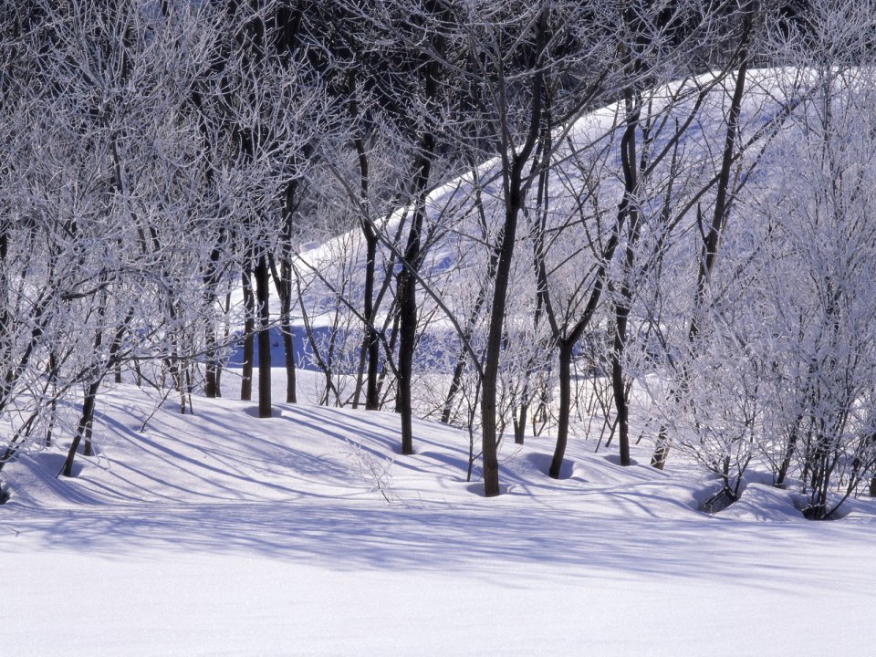 wallcoo.com_Snow_Winter_Scene_Snow_Covered_branches_MIL50045