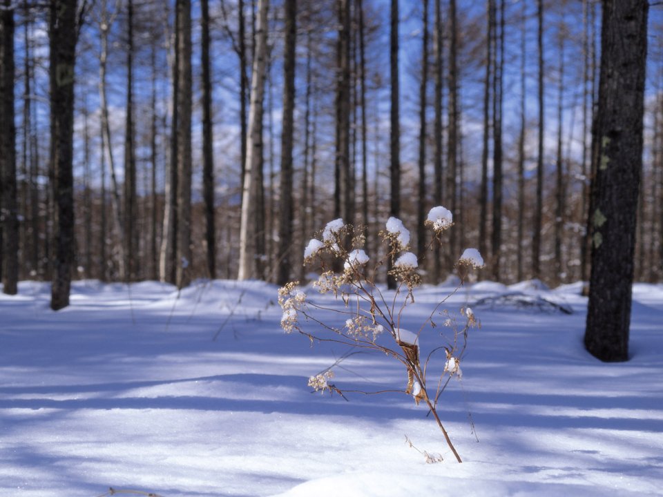 wallcoo.com_Snow_Winter_Scene_Snow_Covered_branches_MIL50046