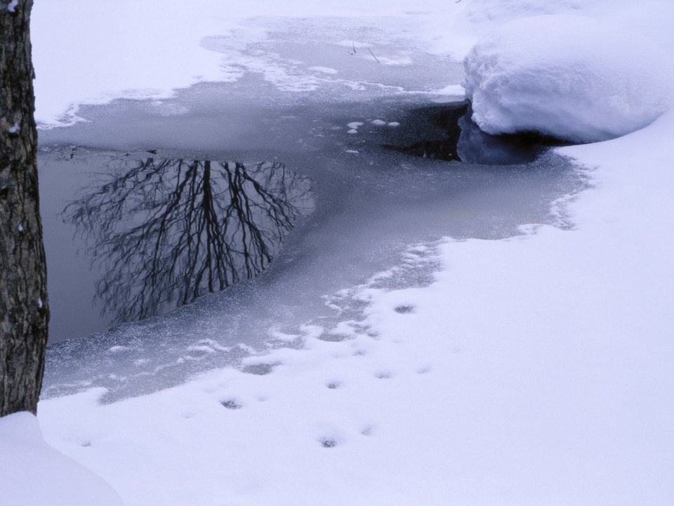 wallcoo.com_Snow_Winter_Scene_Snow_Covered_branches_MIL50047