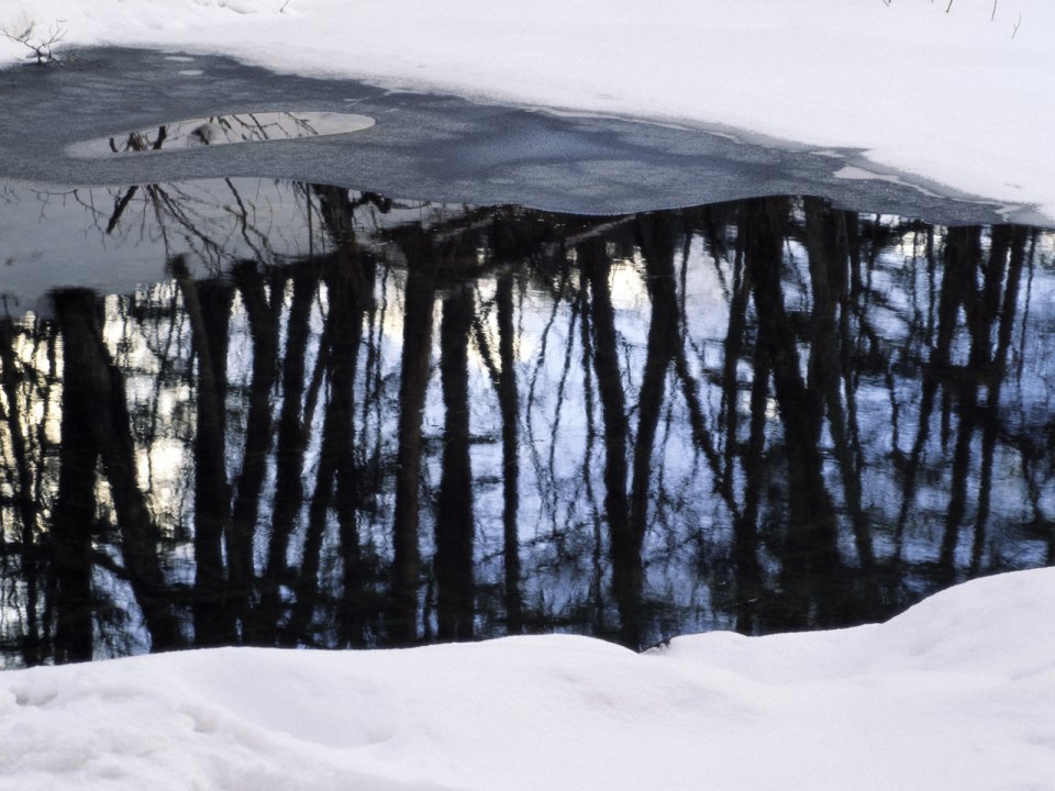 wallcoo.com_Snow_Winter_Scene_Snow_Covered_branches_MIL50048