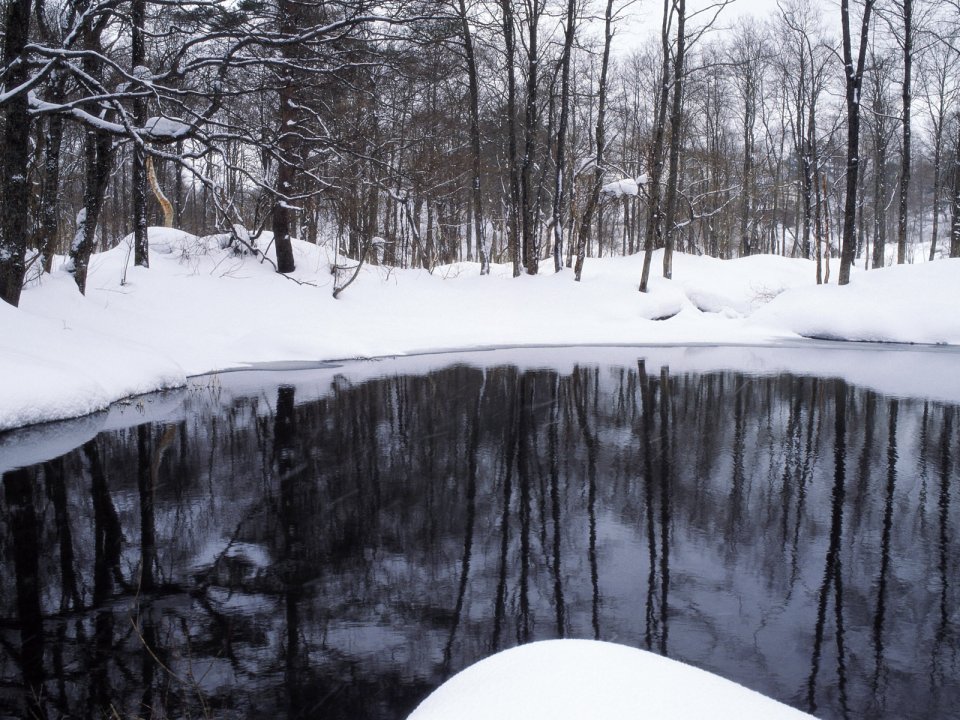 wallcoo.com_Snow_Winter_Scene_Snow_Covered_branches_MIL50050