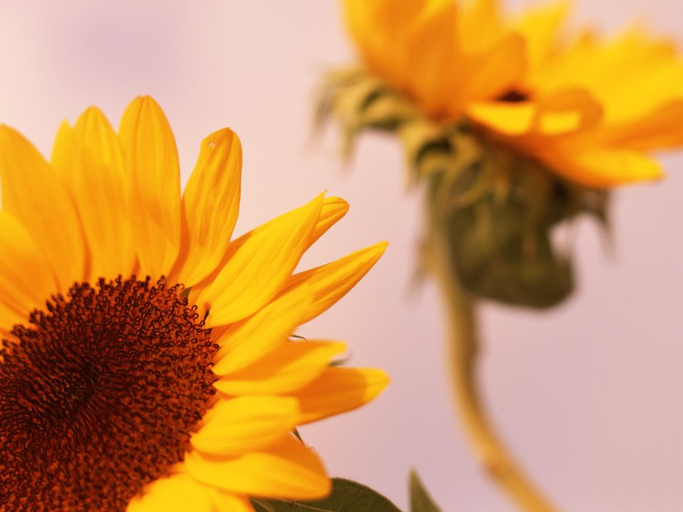 [wallcoo.com]_summer_feeling_284722