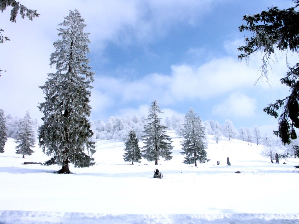 冬日雪景针叶林