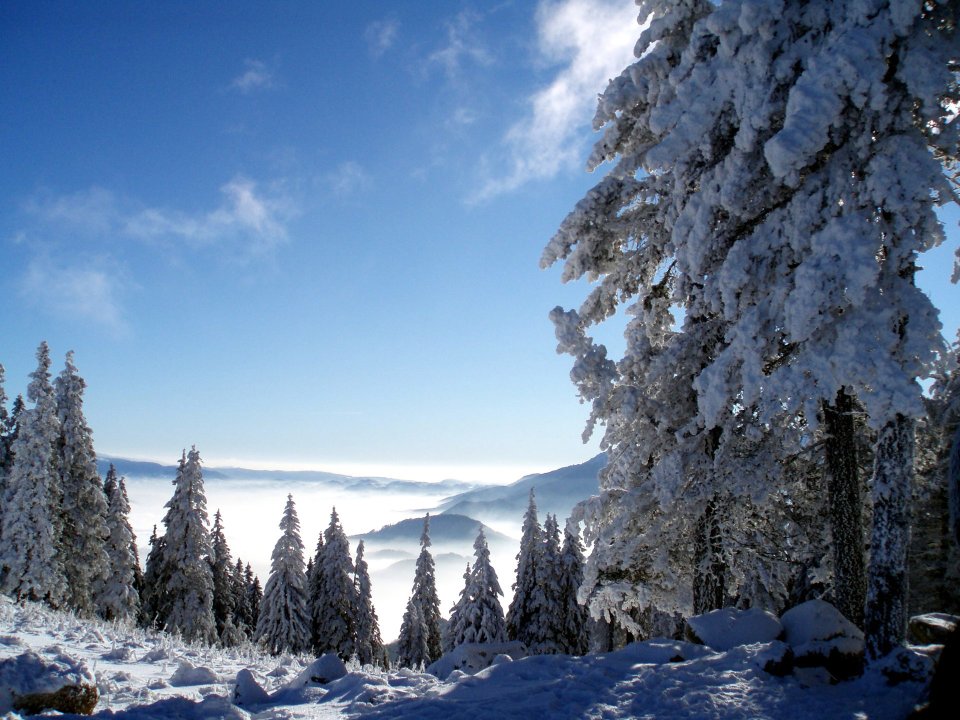 冬季雪山针叶林与云海景观