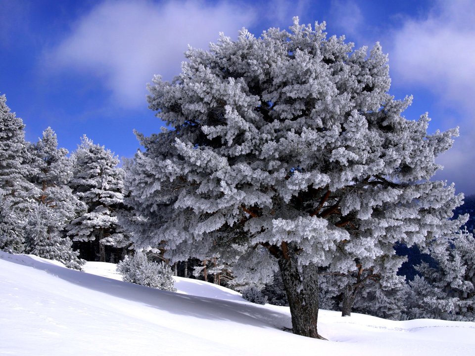 冬季雪松雾凇景观
