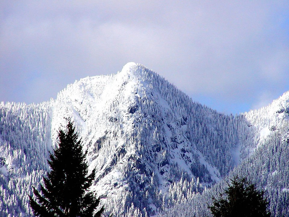 冬季雪山针叶林景观