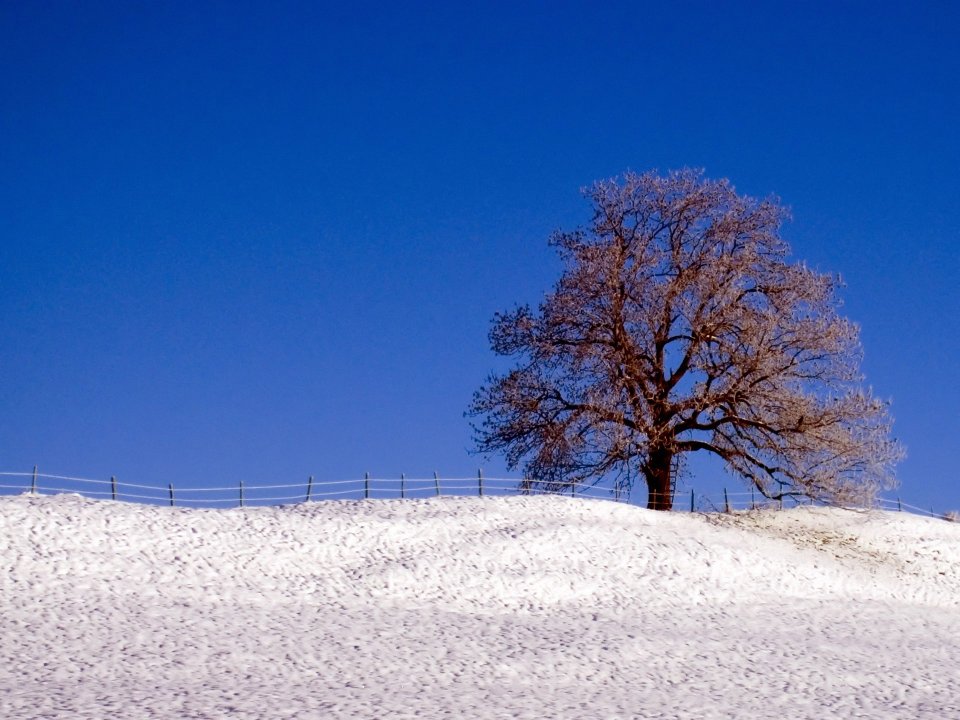 冬日雪地中的孤树