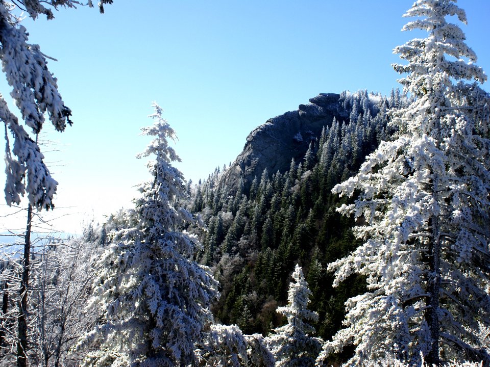 冬季雪山针叶林景观
