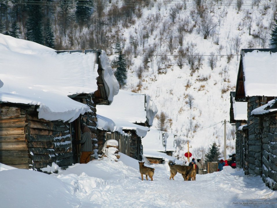 雪中木屋村庄与漫步的狗