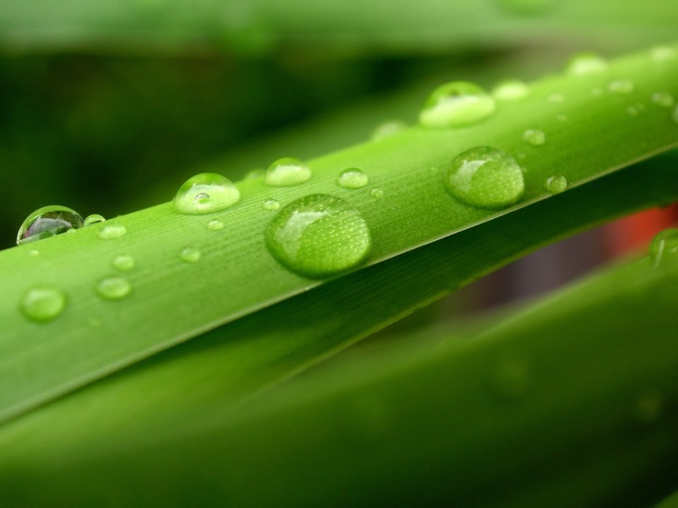 water_drops_on_leaves_vplants_x3_0014