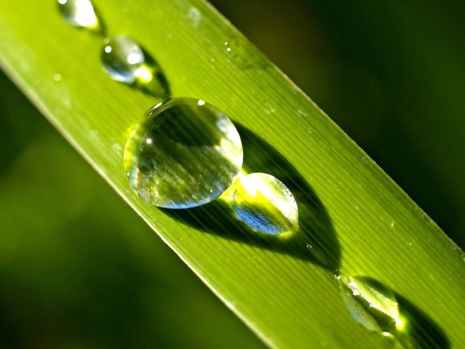 water_drops_on_leaves_vplants_x3_0024
