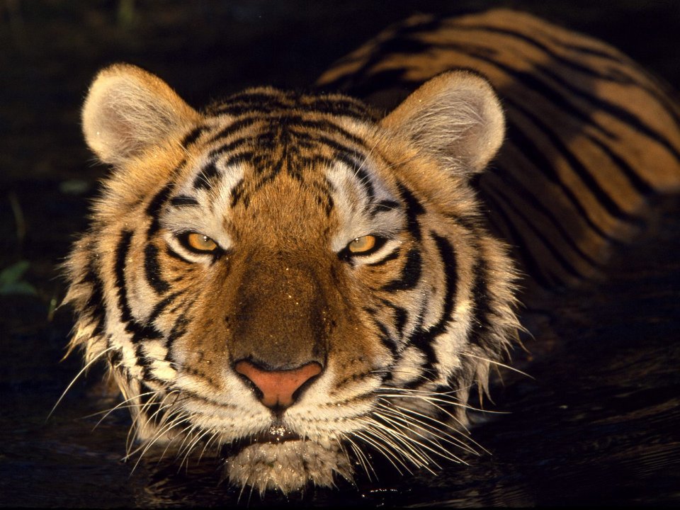 Water_Tiger