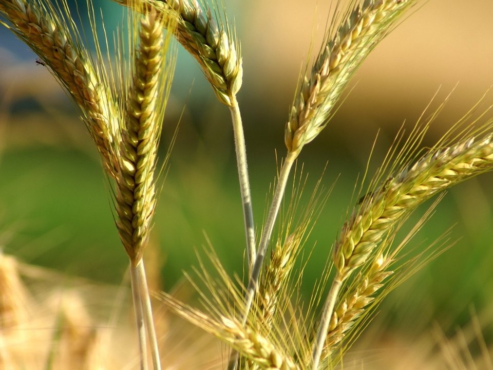 wheat_vplants_x3_0018
