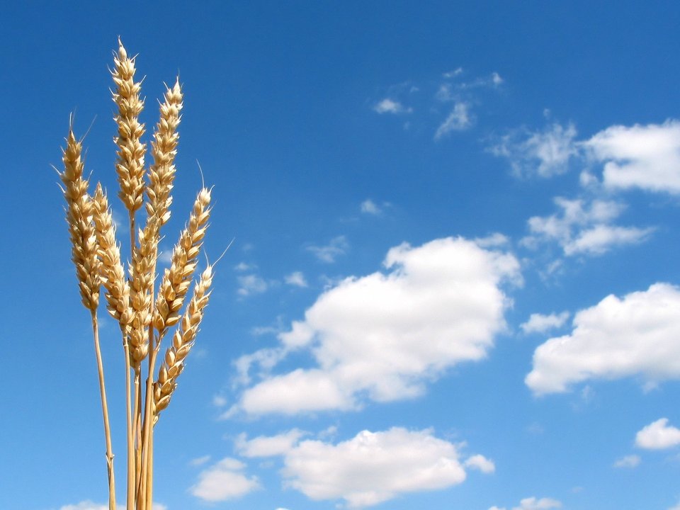 wheat_vplants_x3_0028