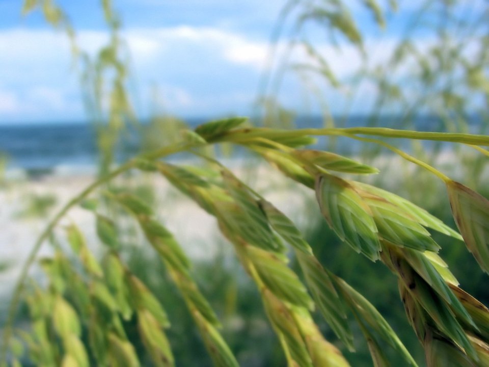 wheat_vplants_x3_0029