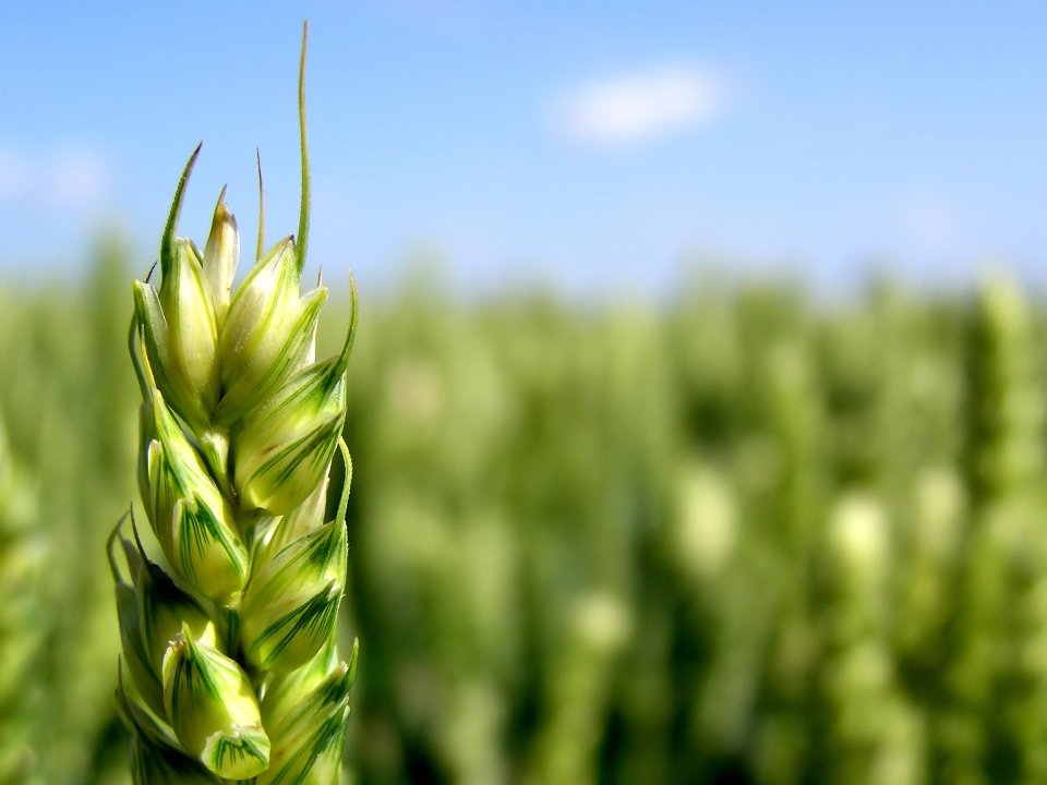 wheat_vplants_x3_008