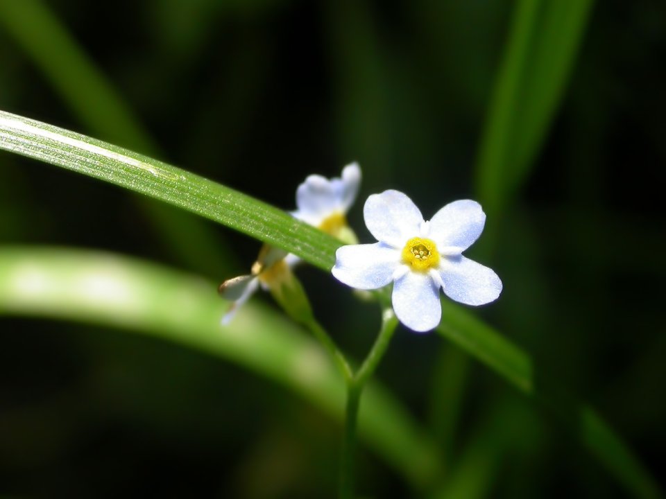 Wild_Blue