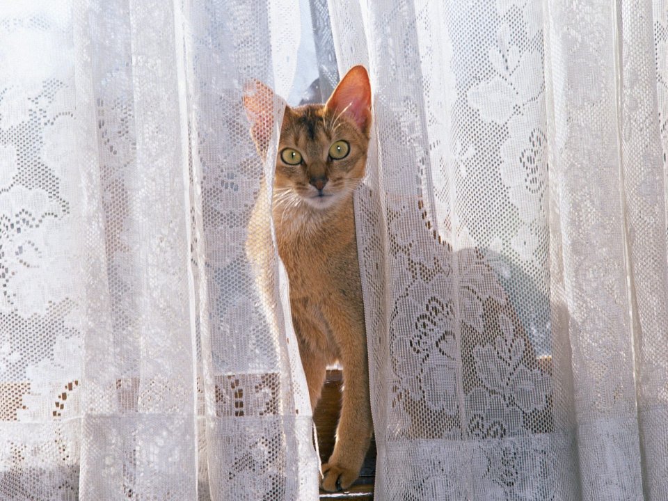 Window_Watching_Manx