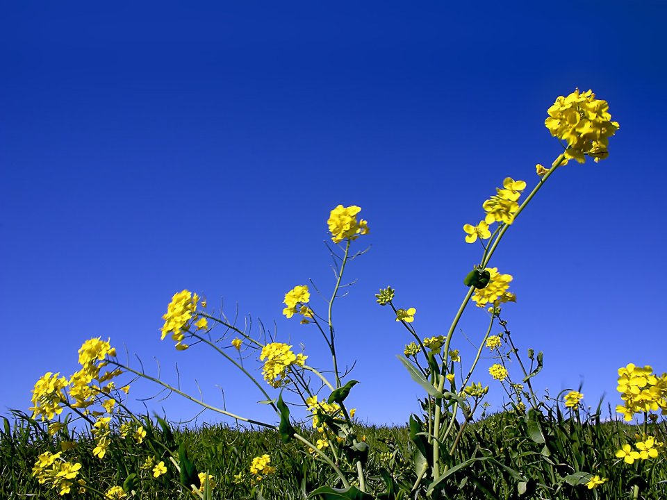 Yellow_And_Blue