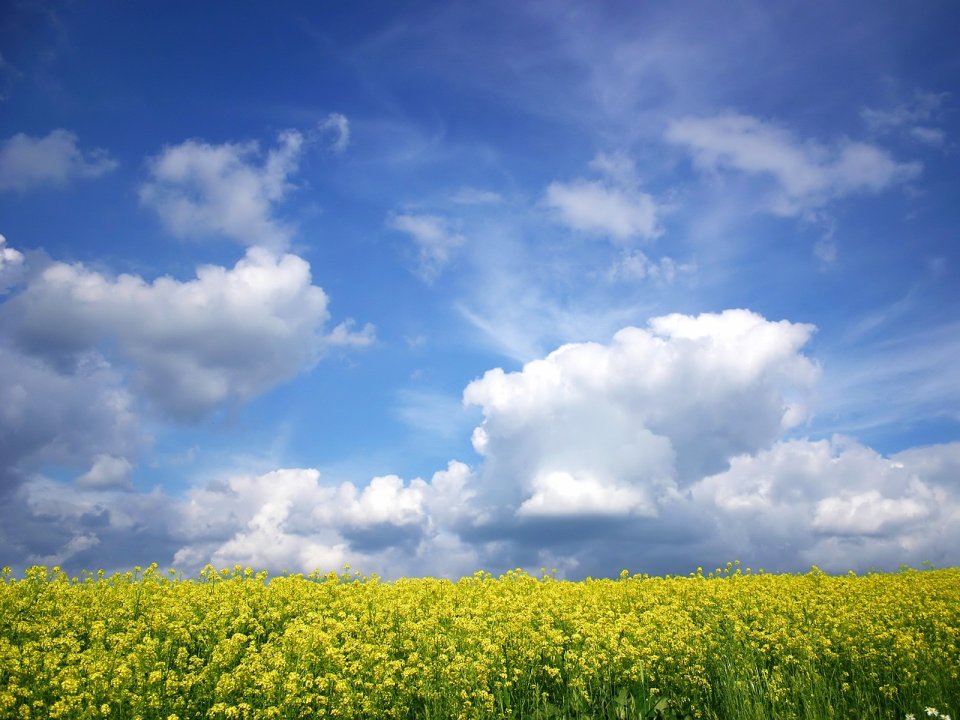 Yellow_Field