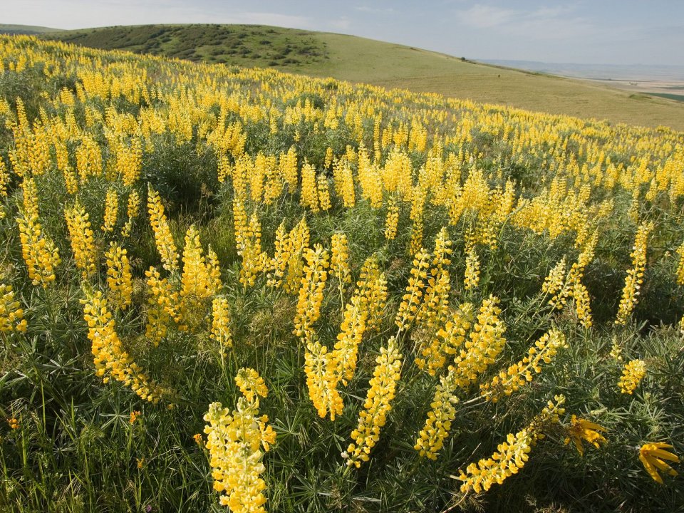 Yellow_Lupine_Emigrant_Hill_Oregon