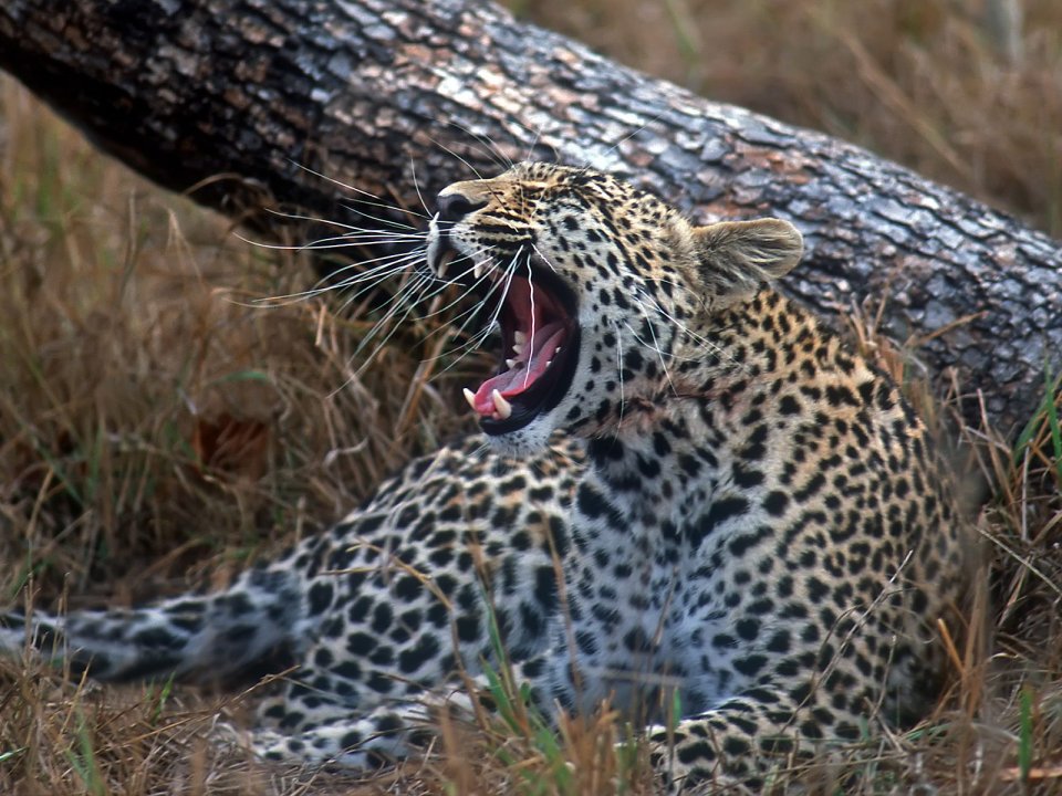 Young_Leopard_Sabi_Sand_Wildtuin_Reserve_South_Africa
