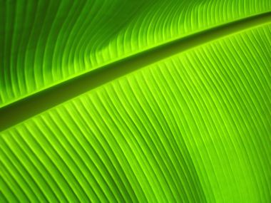 02 Vista Plant Wallpaper V Plants2 011