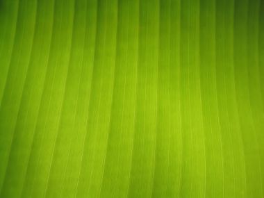 02 Vista Plant Wallpaper V Plants2 012