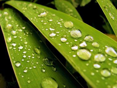 02 Vista Plant Wallpaper V Plants2 018