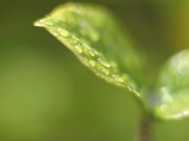 02 Vista Plant Wallpaper V Plants2 019