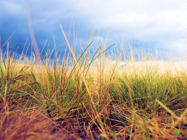 02 Vista Plant Wallpaper V Plants2 023