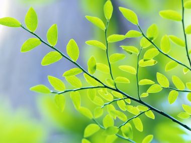 02 Vista Plant Wallpaper V Plants2 026