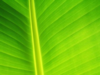 02 Vista Plant Wallpaper V Plants2 027