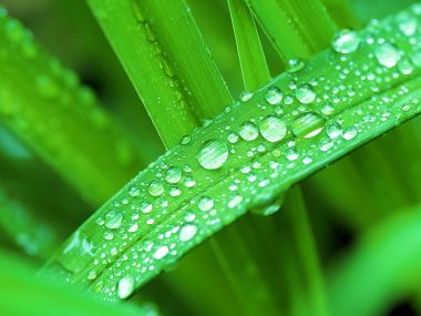 02 Vista Plant Wallpaper V Plants2 028